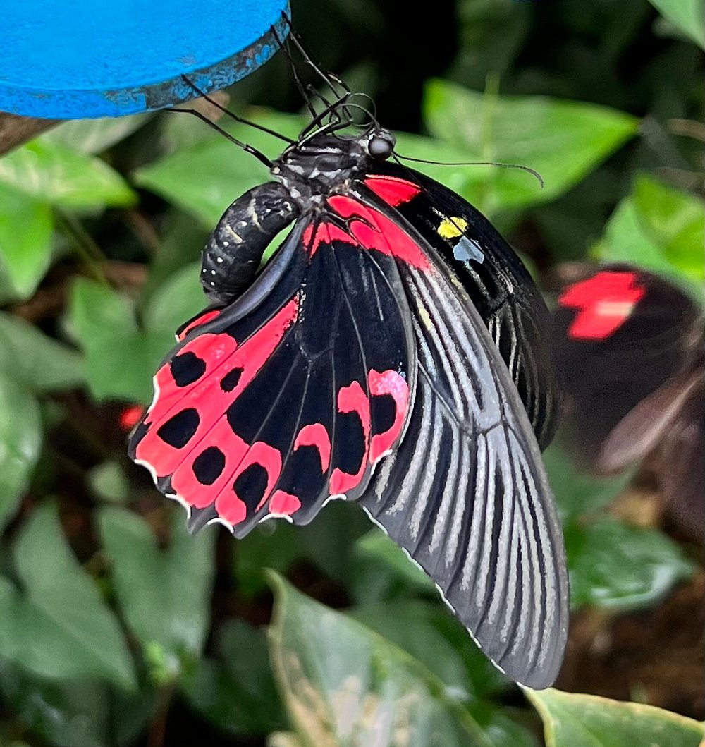 Papilio rumanzovia