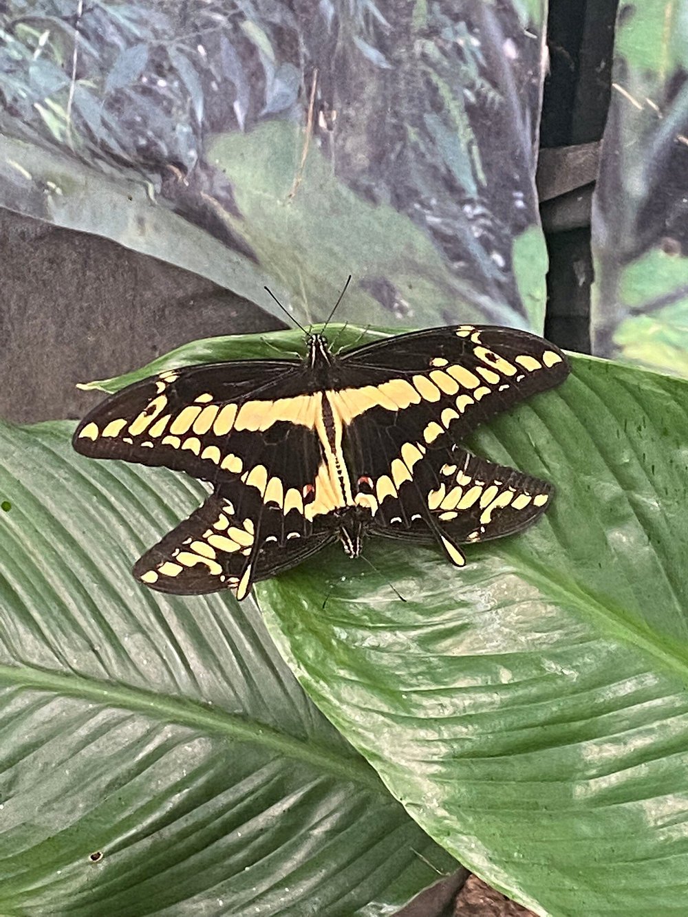Papilio cresphontes (Grande Macaone Americano o Coda di rondine gigante)