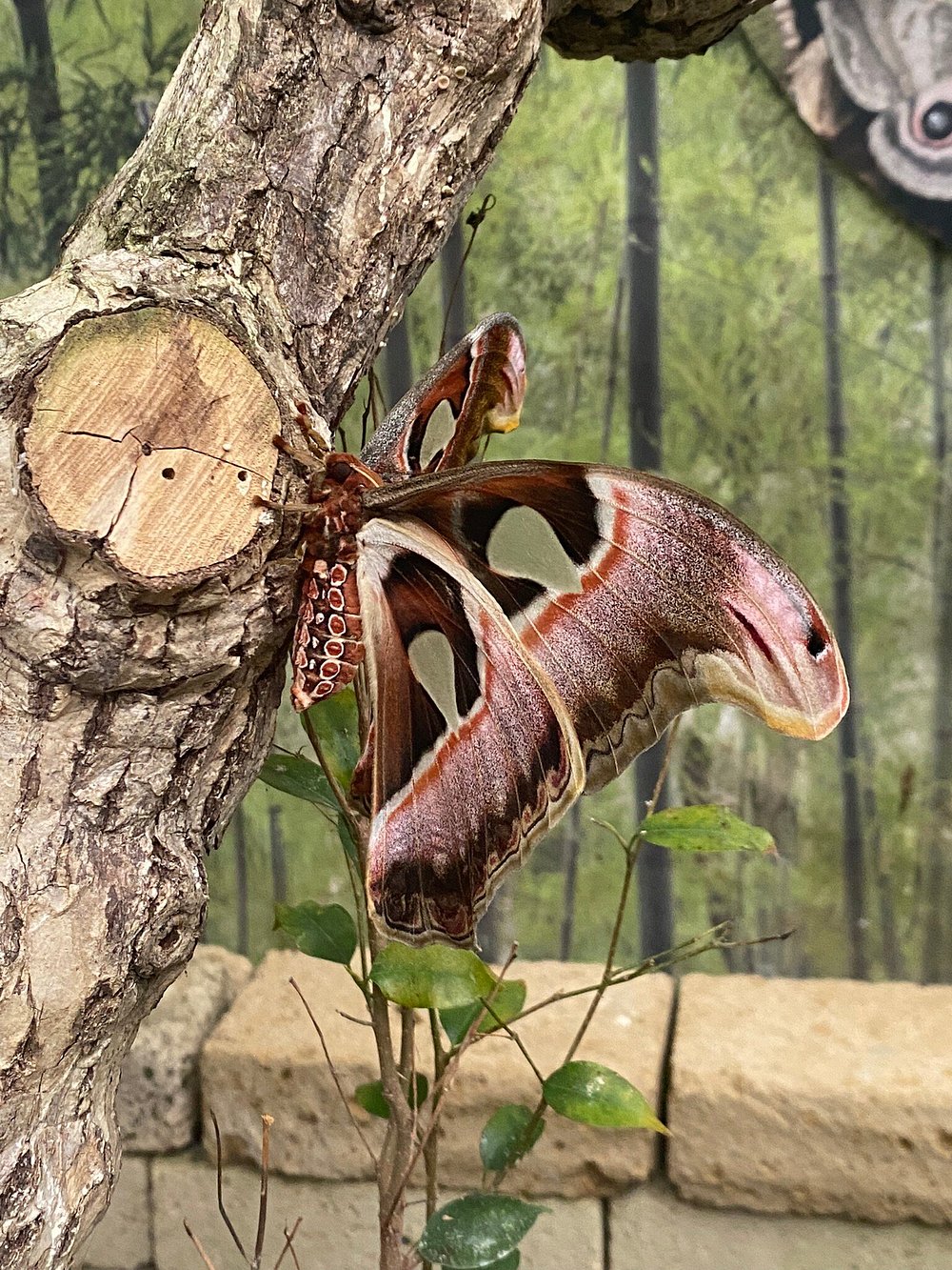Atlante (Attacus atlas)