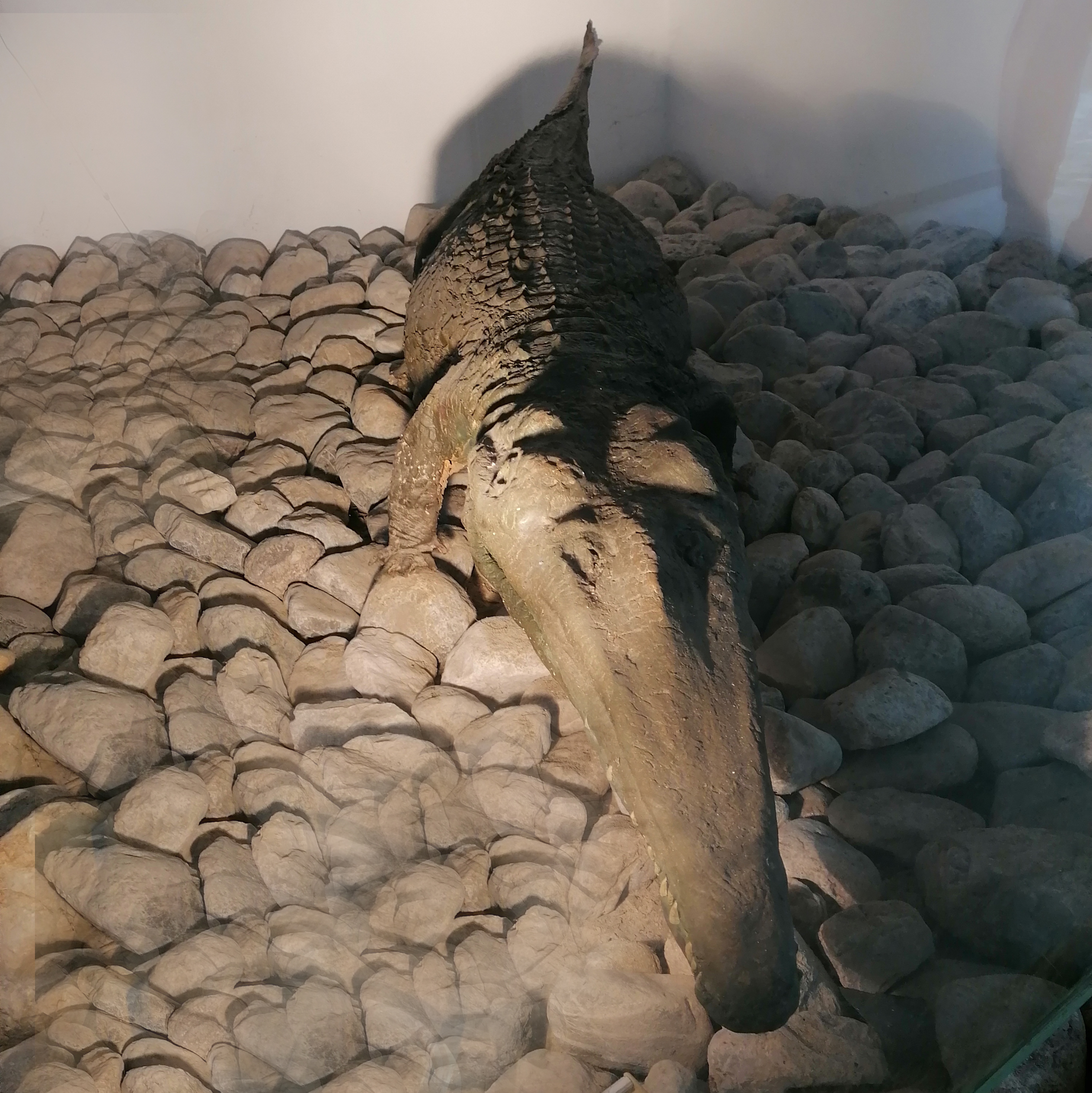 Ricostruzione del Fitosauro (etosauro) presso il Museo del Territorio di Dogna